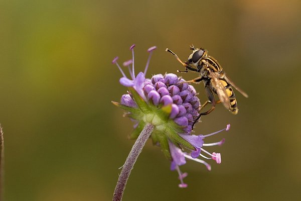 Najczęstsze wiosenne alergeny